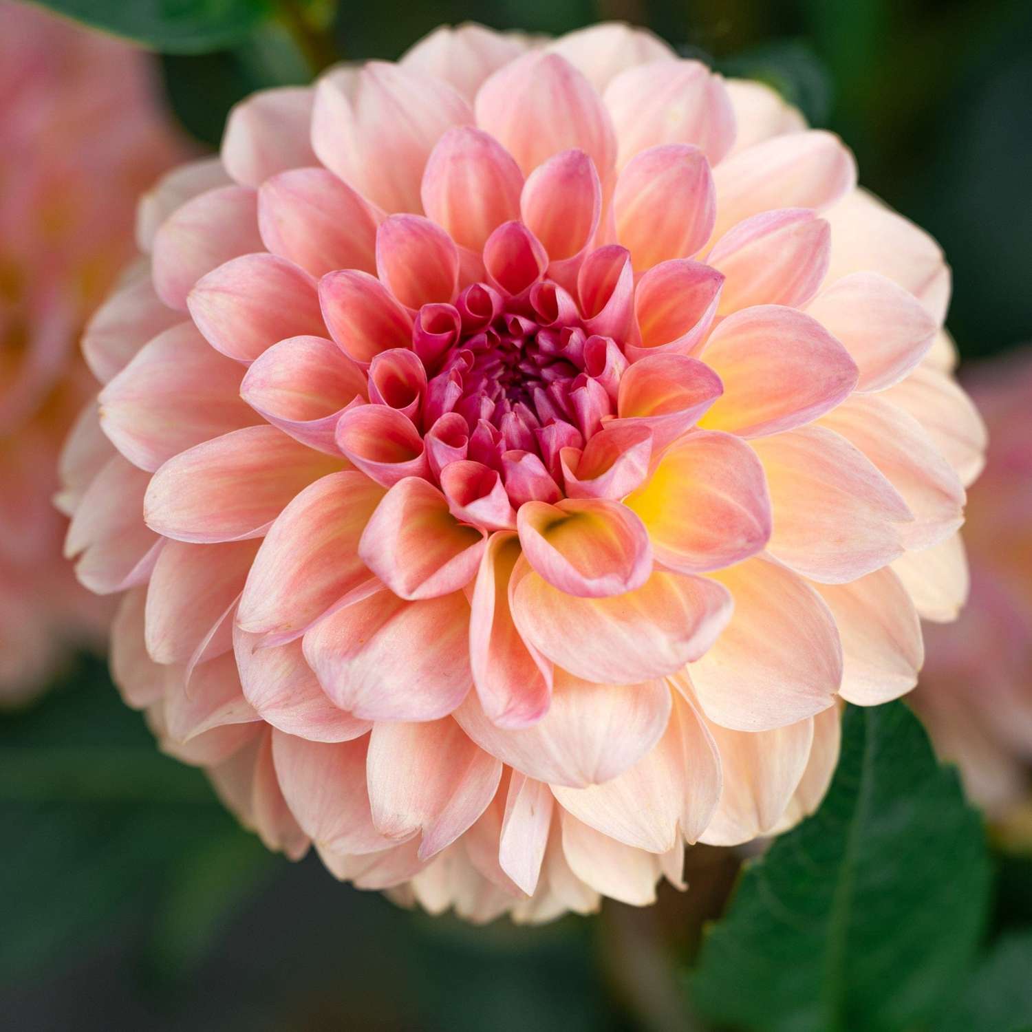 Dahlie 'Sebastian'